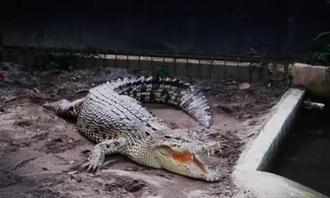 Siantar Zoo: Konservasi Sunyi di Tengah Kota