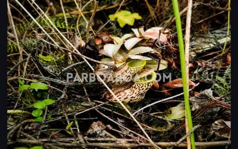 Kantong Semar dan Lumut yang Menjaga Sunyi Gunung Sibuatan