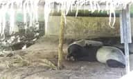Siantar Zoo: Kumala Sari, Dokter Hewan Penjaga dalam Senyap