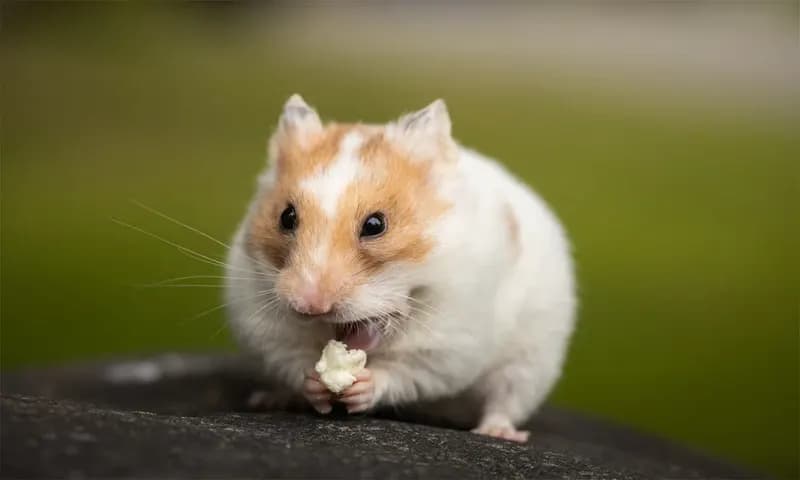 Fakta hamster (Foto: Pexels)