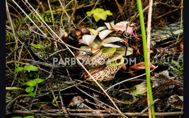Kantong semar yang menjadi salah satu daya tarik Gunung Sibuatan (Foto: Michael Naibaho/PARBOABOA)