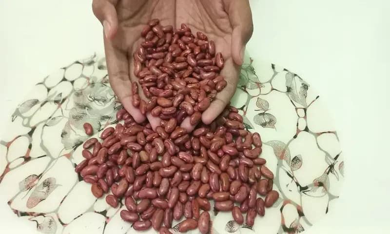 Kacang Merah (Foto: Parboaboa/Olivia)