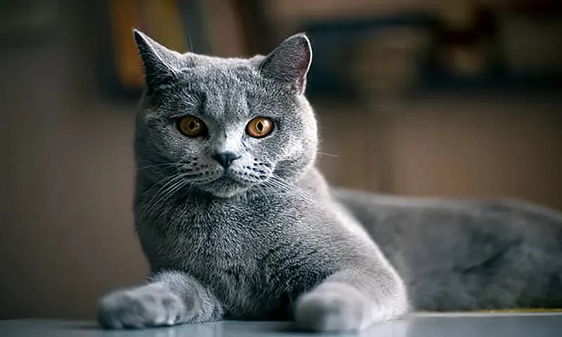 Kucing rambut pendek (Foto: Istockphoto/@tamix115)