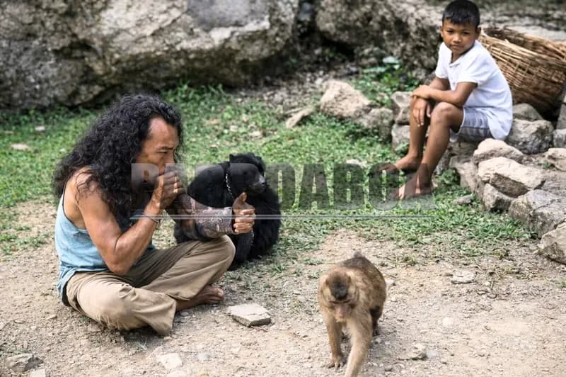 Umar Manik memanggil para primata dengan meniup tanduk kerbau (Foto. P. Hasudungan Sirait/PARBOABOA)