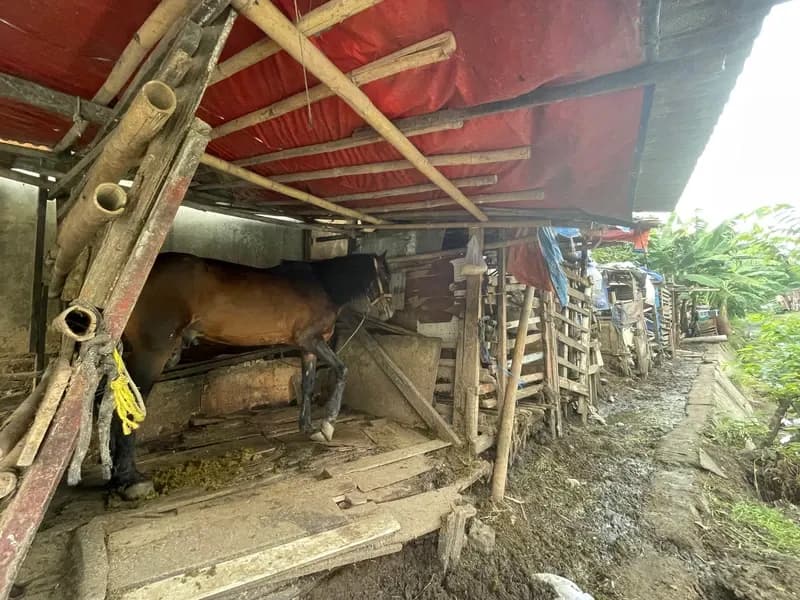 Deretan kandang kuda di Kampung Delman Kemanggisan (Foto: Defri Ngo/PARBOABOA)